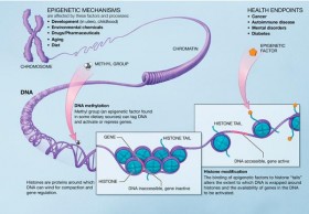 Epigenetica e PNEI - PsicoNeuroEndocrinoImmunologia