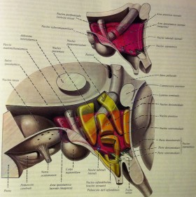 Centro di comando: l' Ipotalamo (Hypothalamus) - PsicoNeuroEndocrinoImmunologia