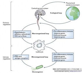 Reciprocal regulation of the neural and innate immune systems - PsicoNeuroEndocrinoImmunologia