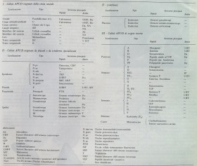 Il Sistema Neuro-Endocrino Diffuso (SNED) - PsicoNeuroEndocrinoImmunologia