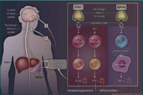 Nuove evidenze sulla comunicazione neuro-immunitaria - PsicoNeuroEndocrinoImmunologia