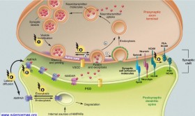 Complessità neuronale: Science 4 Novembre 2011 - PsicoNeuroEndocrinoImmunologia