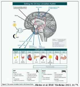 Riprogrammazione dei ritmi circadiani per il trattamento della depressione. - PsicoNeuroEndocrinoImmunologia