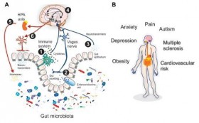 Microbiota-Gut-Brain axis. - PsicoNeuroEndocrinoImmunologia