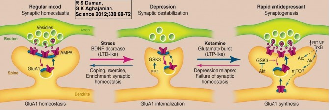 Synaptic Dysfunction in Depression 