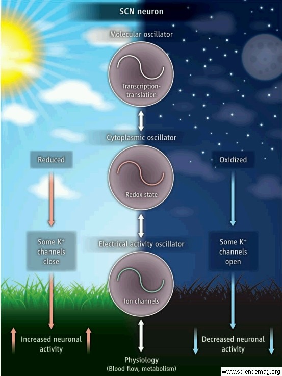 Circadian Time Redoxed